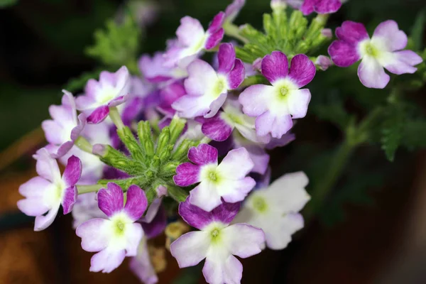 Verbena Hybrida Květina Jednoletá Rostlina Která Často Používá Květináčích Závěsných — Stock fotografie