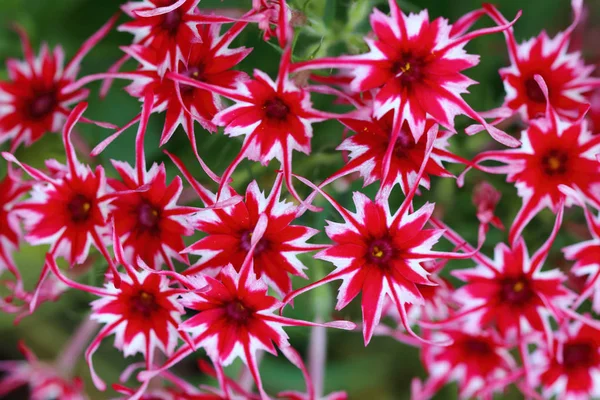 Une Plante Compacte Phlox Drummondii Popstars Avec Beaucoup Fleurs Dans — Photo