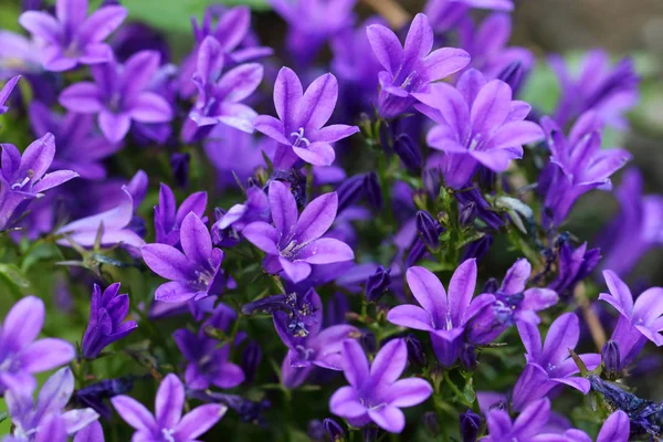 Flor Azul Púrpura Campanula Flor Sino Preferência Duas Vezes Por — Fotografia de Stock