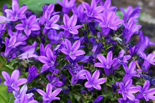 Azul Púrpura Campanula Paredes Flor Sino Uma Perene — Fotografia de Stock