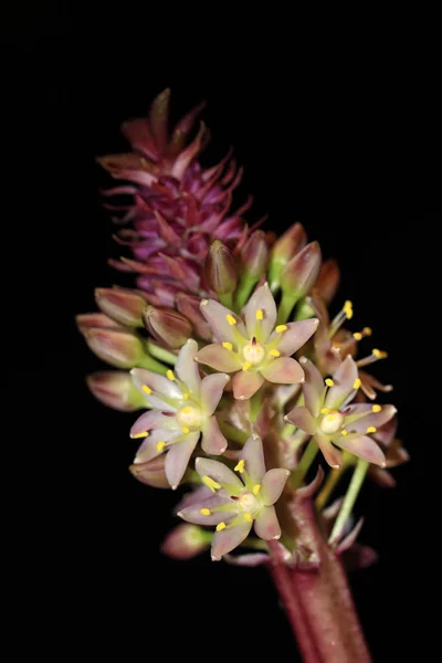 Eucomis Bicolor Punctata Květina Proti Tmavým Pozadím — Stock fotografie