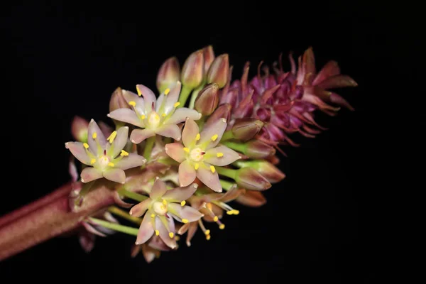Eucomis Nevezik Ananász Növény Mert Virágzat Kissé Mint Egy Ananász — Stock Fotó