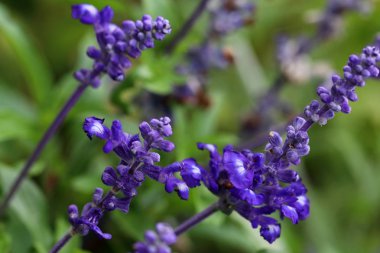 Ada çayı farinacea longispicata 'mistik Spires' Mavi Mor çiçekli x