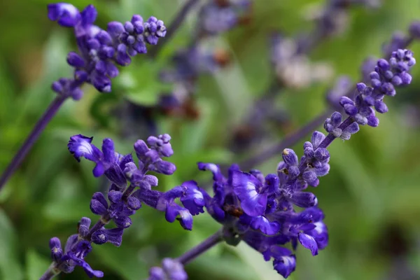 Salvia Sex Counts Many Hundreds Species Salvia Farinacea Meal Sage — Stock Photo, Image