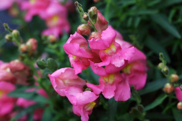 Snapdragons Nadal Kwitną Długo Nadają Się Idealnie Jako Kwiat Cięty — Zdjęcie stockowe