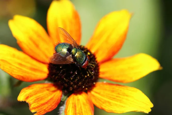 Todos Los Insectos Vienen Néctar Las Flores — Foto de Stock