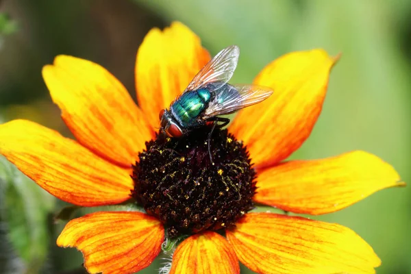 Fly Also Useful Insect Pollinates Many Flowers Fruit Trees — Stock Photo, Image