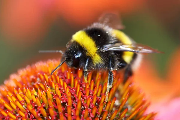 Bumblebees Good Pollinators All Kinds Plants Fruit Trees — Stock Photo, Image