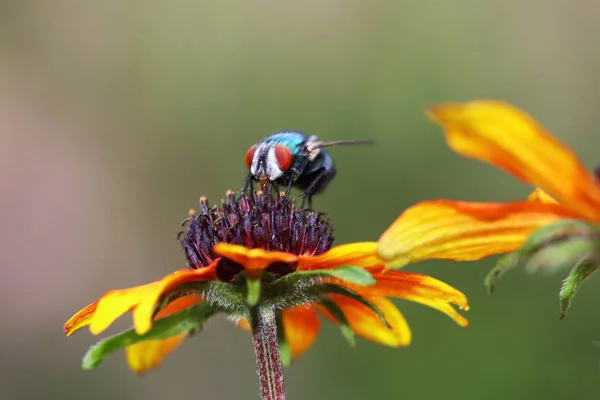 Alle Insecten Zijn Verantwoordelijk Voor Bestuiving Van Alle Planten Bloemen — Stockfoto