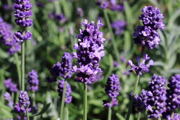 Lavandula Angustifolia Excellent Richly Flowering Hardy Lavender — Stock Photo, Image