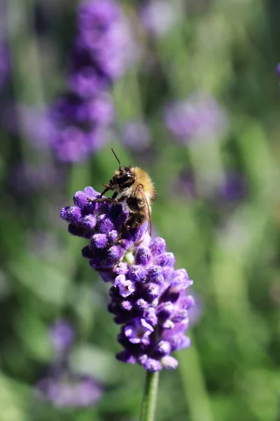 Hommel Likt Met Haar Lange Tong Nectar Van Lavendel — Stockfoto