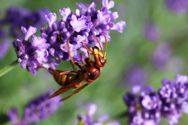Hornet Less Aggressive Ordinary Wasp — Stock Photo, Image