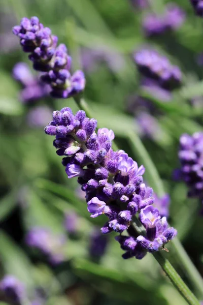 Flowers Lavandula Angustifolia Lavender Violet Blue Fragrant Wintergreen Plant — Stock Photo, Image