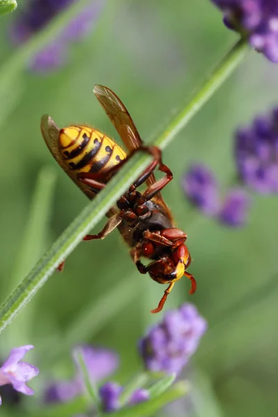Hornet Vespa Crabro Belongs Real Wasps Paper Wasps — Stock Photo, Image
