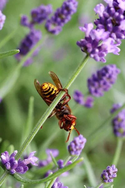 Hornet Largest European Wasp — Stock Photo, Image