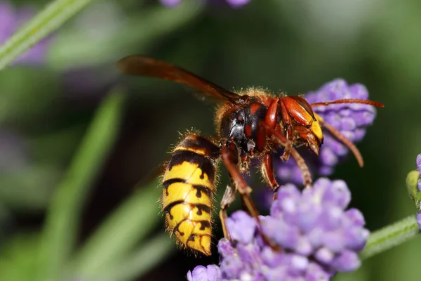 Cuerno Europeo Vespa Crabro Sobre Las Flores Lavanda — Foto de Stock