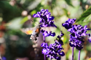 Böylece havada nektar içebilirsiniz sinek kuşu kelebek uzun bir dilin var