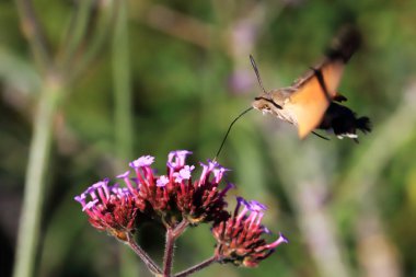 Sinek kuşu kelebek-Macroglossum stellatarum