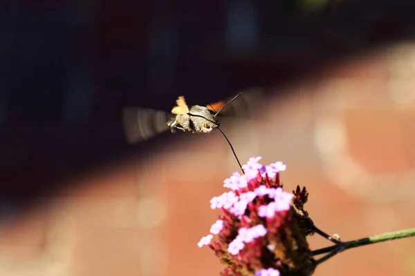 Fruczak Gołąbek Motyl Koliber — Zdjęcie stockowe