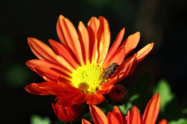 Rote Chrysanthemenblume Mit Gelbem Herz Und Einer Fliege Vor Dunklem — Stockfoto