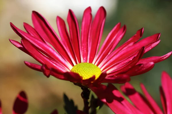 Eine Rote Chrysanthemen Blume Aus Der Nähe Gesehen — Stockfoto