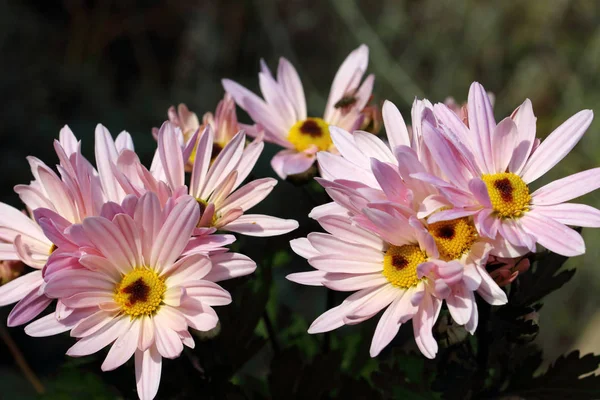 Rosa Chrysanthemenblüten Und Ein Echter Hingucker Garten — Stockfoto