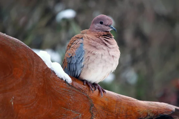 Palmtortel Pigeon Spilopelia Senegalensis Comes Africa South Sahara Middle East — Stock Photo, Image