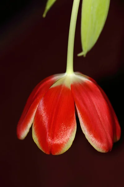 Velký Červený Tulipán Žlutým Okrajem Tmavém Pozadí — Stock fotografie
