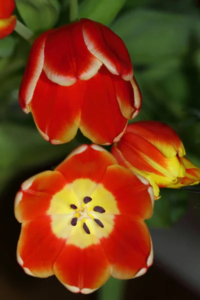 Tulipani Tulipa Sono Fiori Primaverili Molto Popolari — Foto Stock