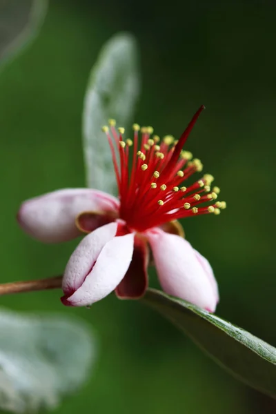 Středomoří Feijoa Nebo Ananasový Květ Feijoa Sellowiana Poté Květiny Dokončí — Stock fotografie