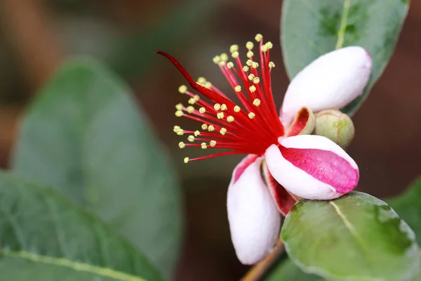 Mediterráneo Feijoa Flor Guayaba Piña Feijoa Sellowiana Fotos De Stock Sin Royalties Gratis