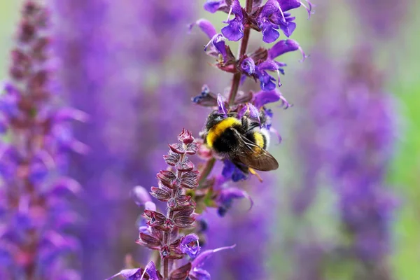 Salvia Bloemen Zijn Als Een Magneet Voor Hommels Bijen Stockfoto