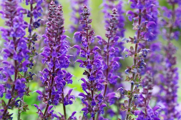 Salvia Del Bosque Pertenece Género Muy Grande Salvia Las Plantas Fotos de stock libres de derechos