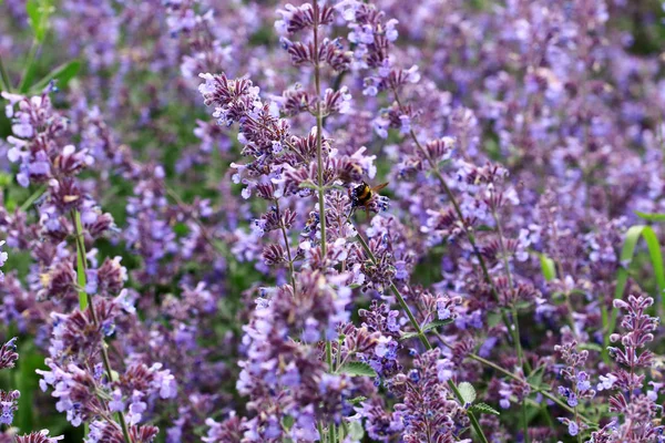 Salvia Pratensis Indigo Flowers — Stock Photo, Image