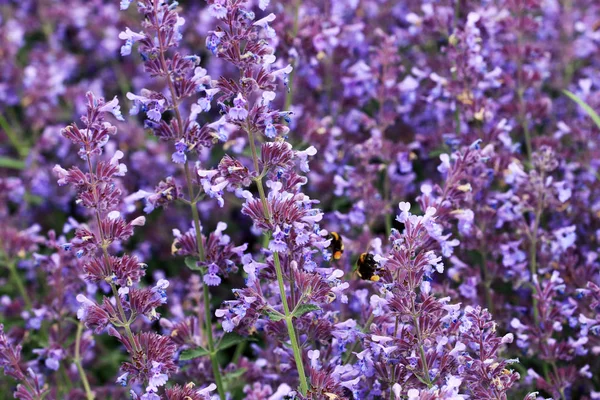Beautiful Sage Flowers Deep Purple Blue Color — Stock Photo, Image