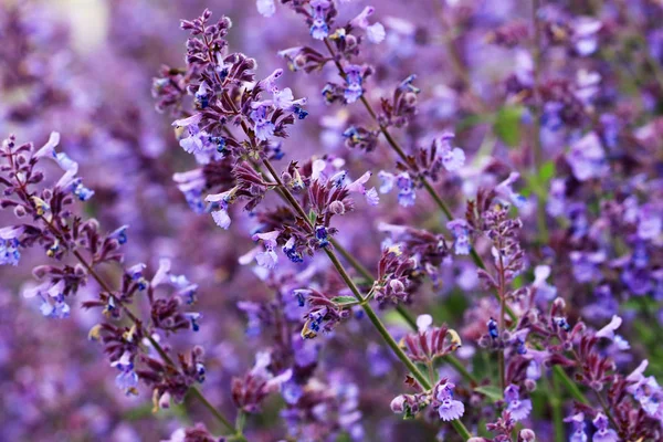 Beautiful Sage Flowers Close — Stock Photo, Image