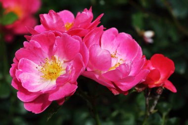 Sommerwind rosa floribunda yani gül kapsayan bir zemin