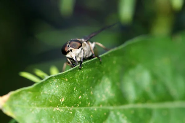 Mouche Cheval Est Une Mouche Famille Des Tabanidae — Photo