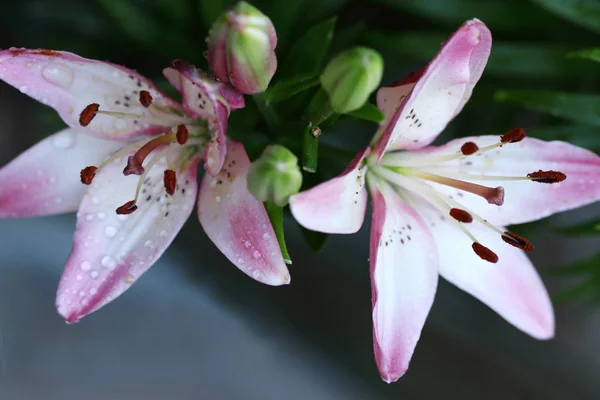 Asiatische Lilien Entstehen Durch Kreuzbestäubung Verschiedener Lilienarten — Stockfoto