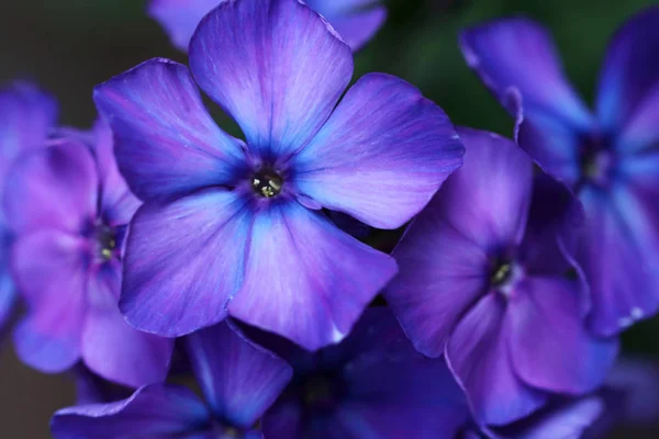 Phlox Paniculata Tem Belas Cores Flores Perfumadas — Fotografia de Stock