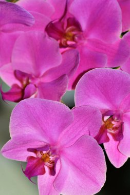Phalaenopsis veya kelebek orkidesinin büyük çiçekleri vardır.