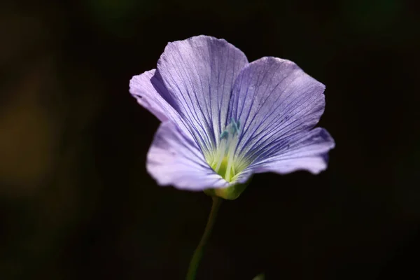 Schöne Blaue Blume Von Linum Usitatissimum Die Für Die Produktion — Stockfoto