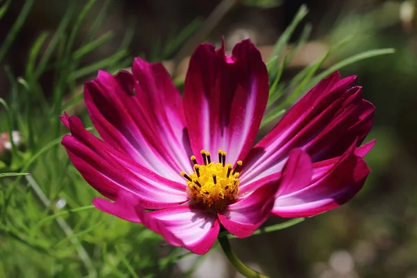 Cosmos Bipinnatus Picotee Известный Cosmea Расцветает Период Июля Октябрь Розовыми — стоковое фото