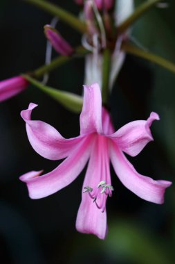 Pembe büyük çiçekli Amarine belladiva çiçeği.