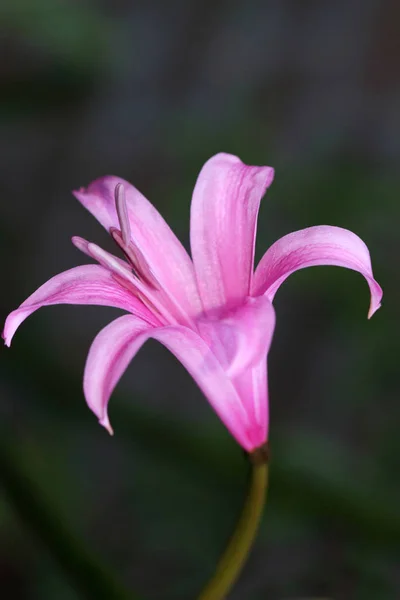 Amarine Belladiva Wird Etwa Bis Zentimeter Hoch Die Von September — Stockfoto