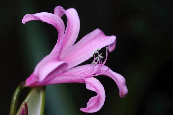 Różowy Kwiat Amarine Belladiva Jest Krzyżówką Amaryllis Roślin Nerine — Zdjęcie stockowe