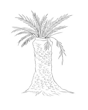 Triceratops izole satır kroki