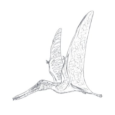 Pterodactilus izole satır kroki