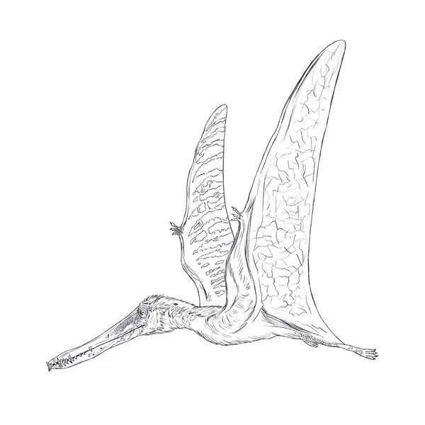 Pterodactilus Isolerade Linje Skiss — Stockfoto