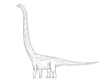 Uzun boyun dinozor renk çizgi illüstrasyon izole büyük